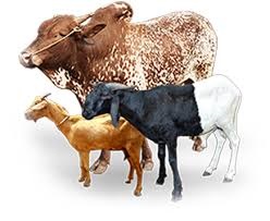 Livestock Business-logo